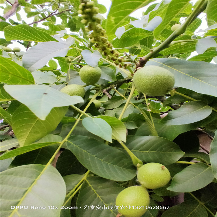 新品种苹果苗 早熟苹果树苗