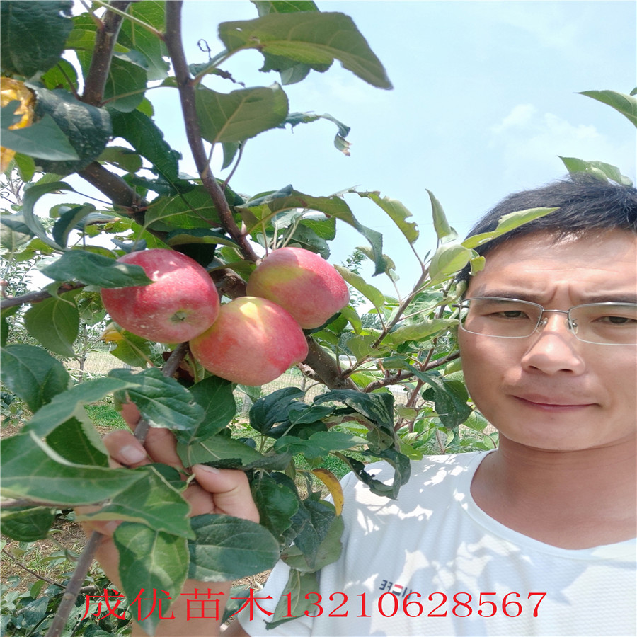 煙富6蘋果苗 新品種蘋果苗