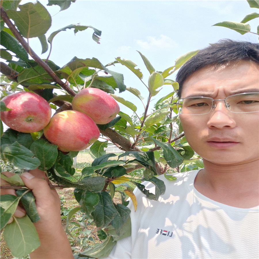 水蜜桃苹果苗 苹果苗管理技术