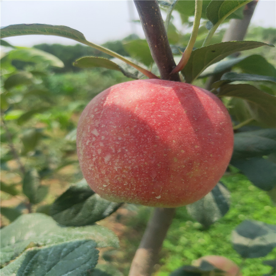 华硕苹果苗 新鲁丽苹苗基地