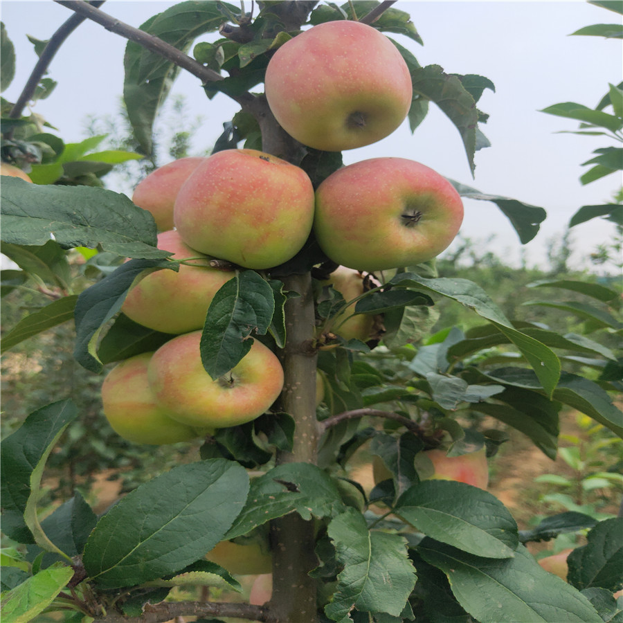 栖霞苹果苗 水蜜桃苹果苗