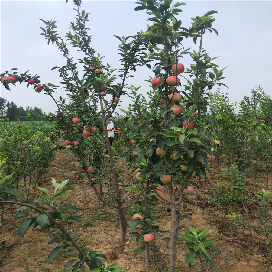 m9t337矮化苹果苗 新品种苹果苗