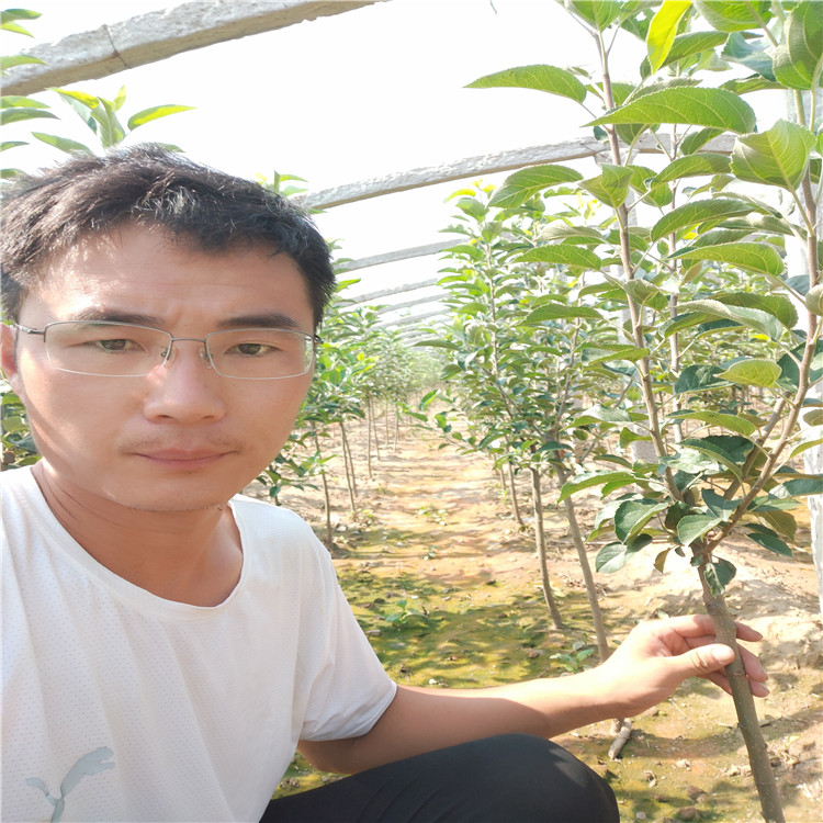 紅富士蘋果苗 蘋果苗種植技術(shù)
