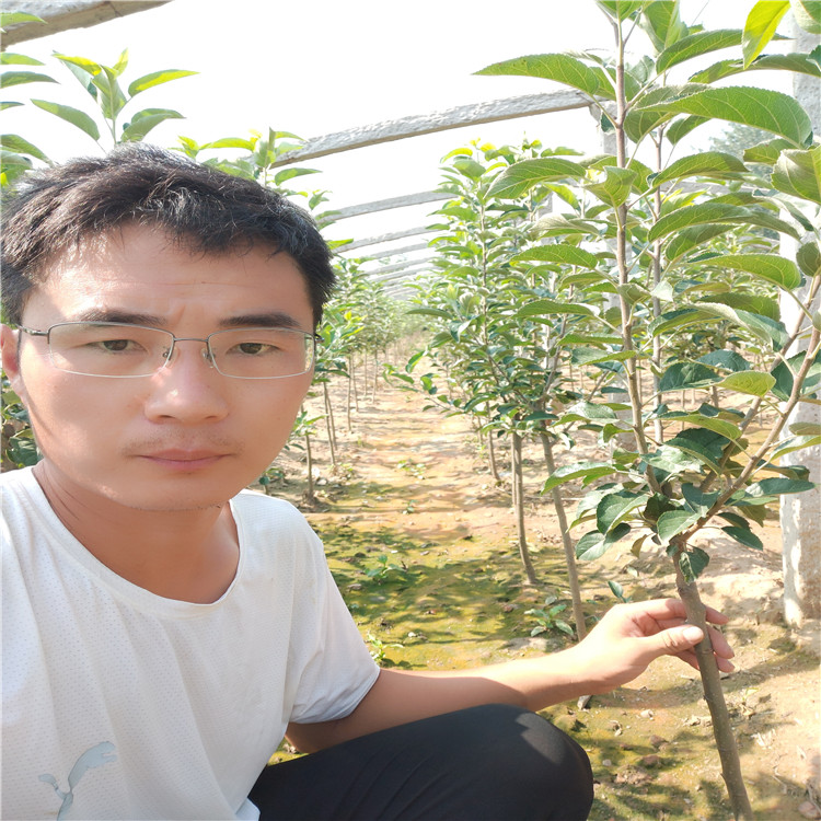 蘋果苗銷售 早熟蘋果樹苗