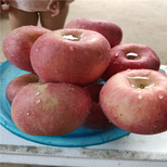 矮化苹果苗价格烟富6号苹果苗图片3
