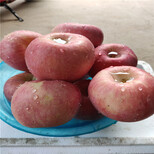 矮化苹果苗价格烟富6号苹果苗图片5