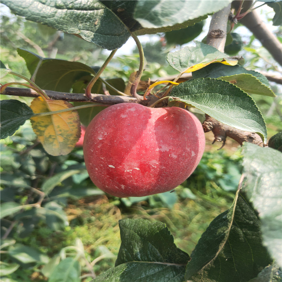 买苹果苗 水蜜桃苹果苗