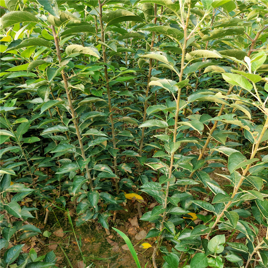 煙臺蘋果苗 新魯麗蘋苗基地