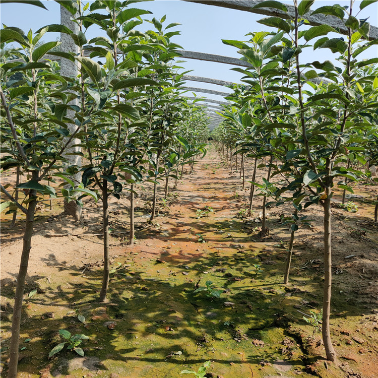 水蜜桃苹果苗 短枝苹果苗