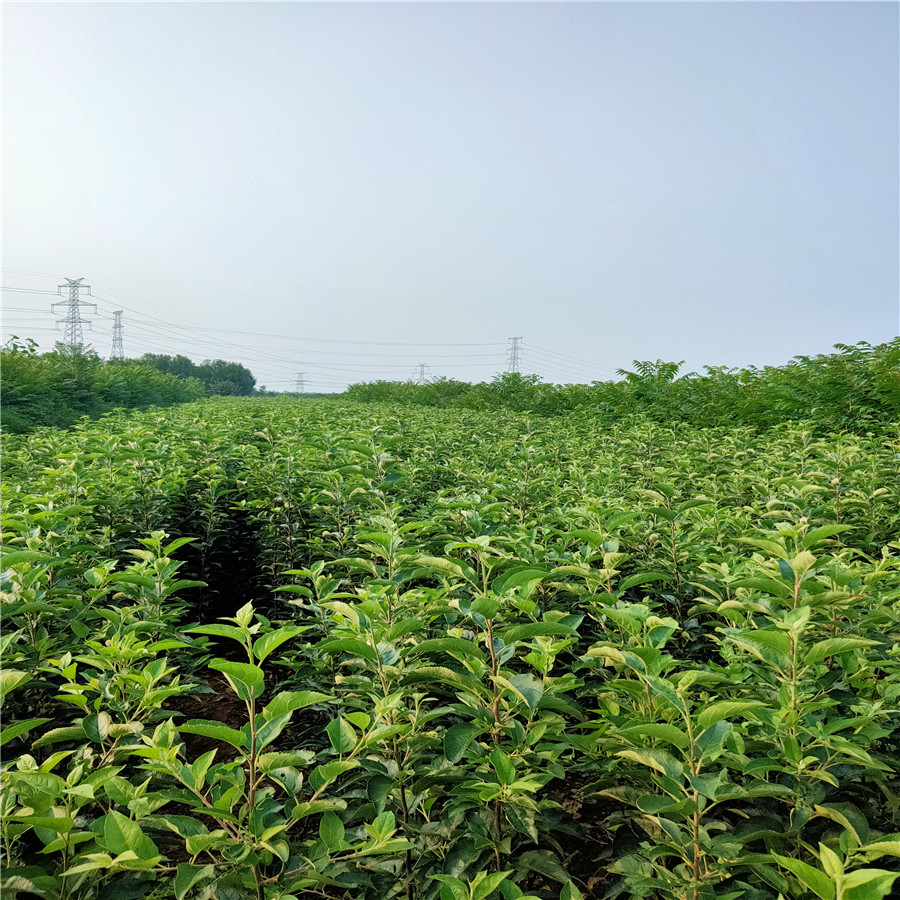 苹果苗管理 烟富8号苹果苗