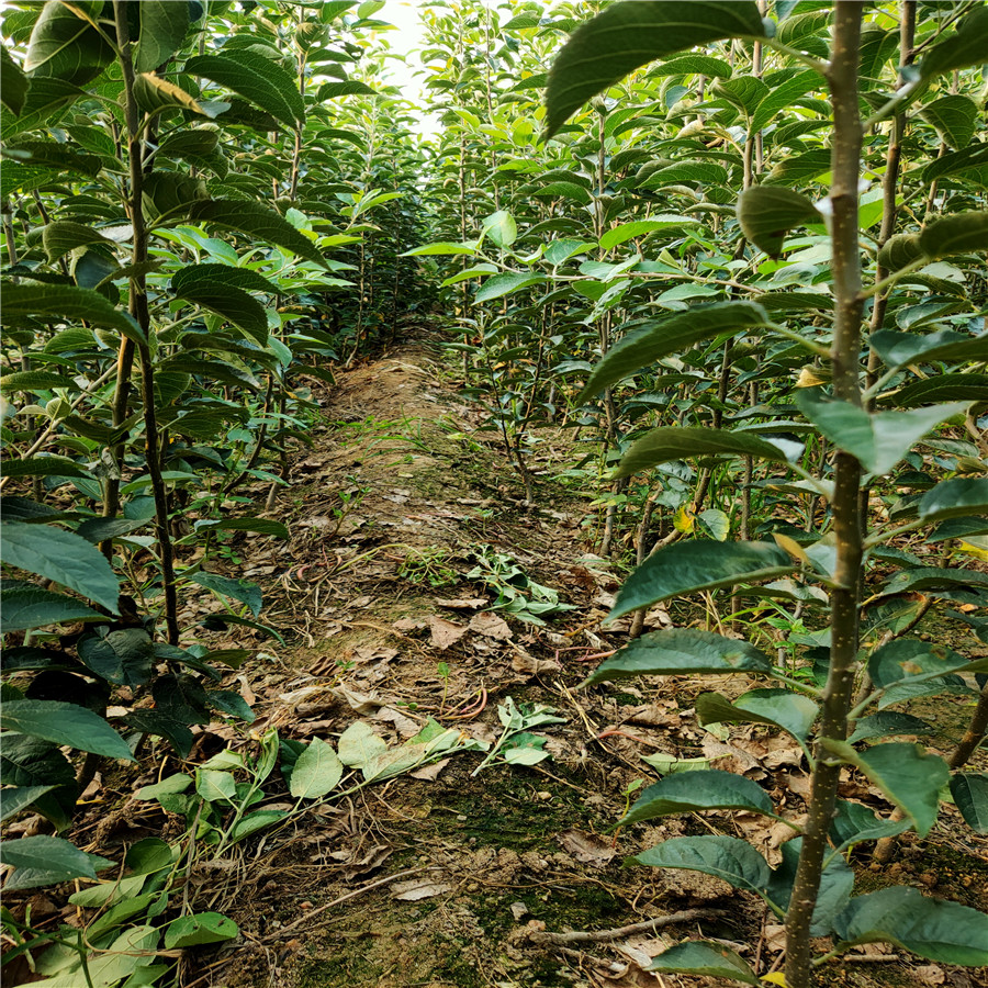 山东红富士苹果苗 新鲁丽苹苗基地