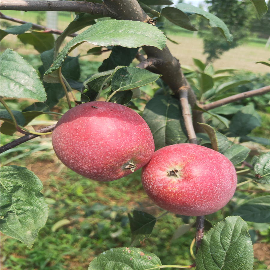 维纳斯黄金苹果 苹果苗管理技术