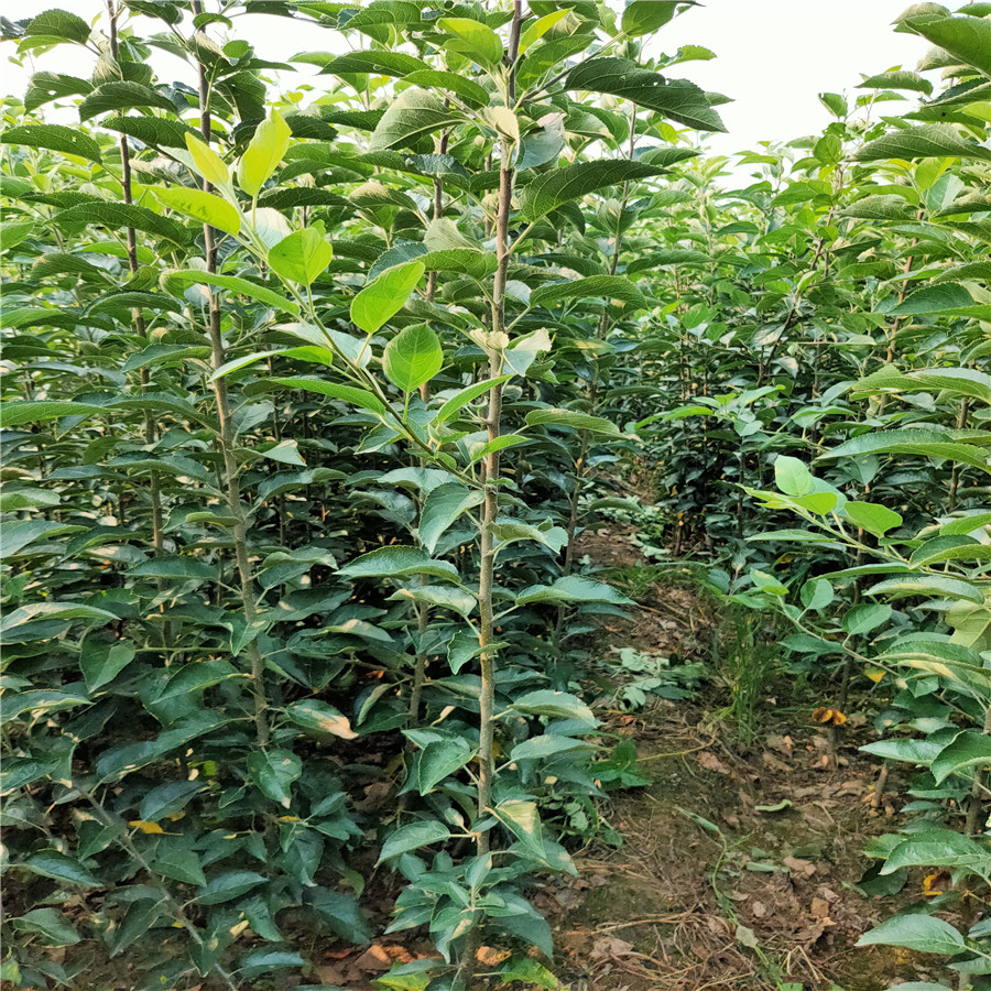 紅富士蘋果苗 蘋果苗種植技術(shù)