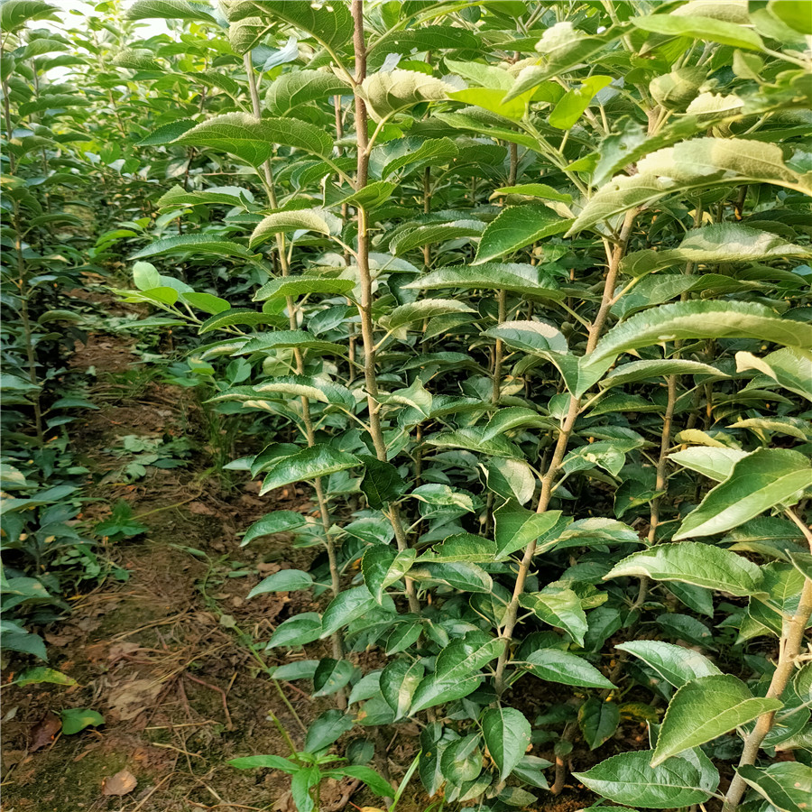 水蜜桃苹果苗 苹果苗管理技术