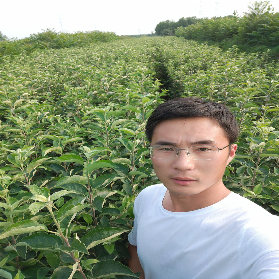 黑钻苹果苗 苹果苗基地