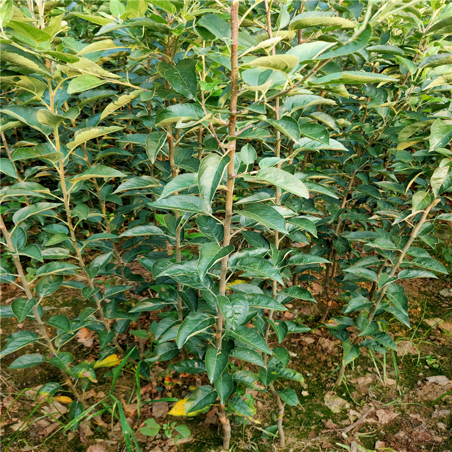 苹果苗大全 苹果苗种植技术