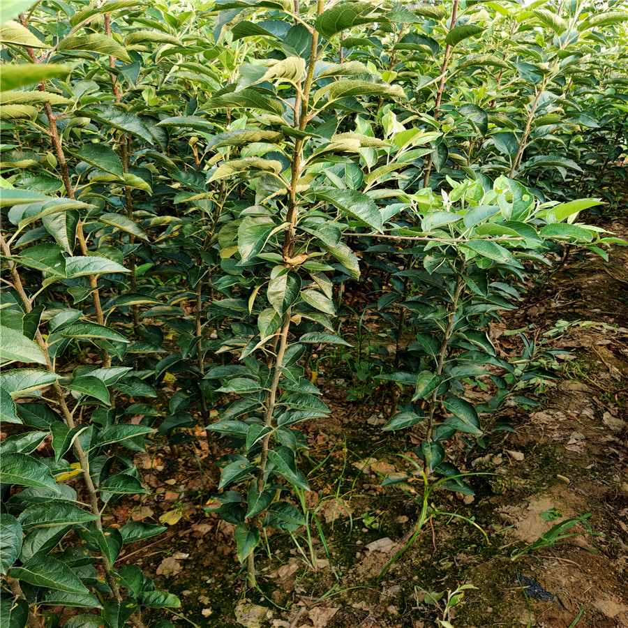 山东红富士苹果苗 新鲁丽苹苗基地