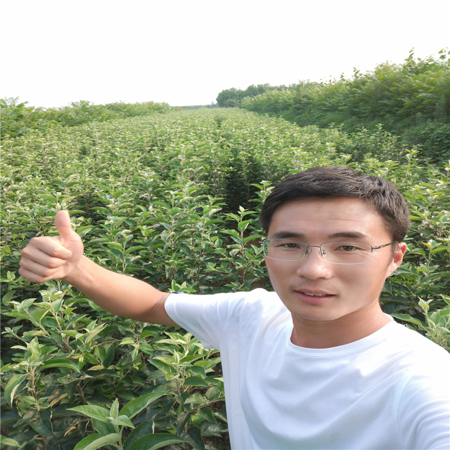 辽宁苹果苗 水蜜桃苹果苗