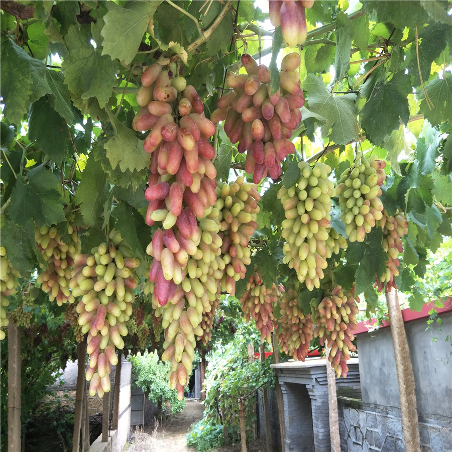 早熟葡萄苗葡萄樹苗