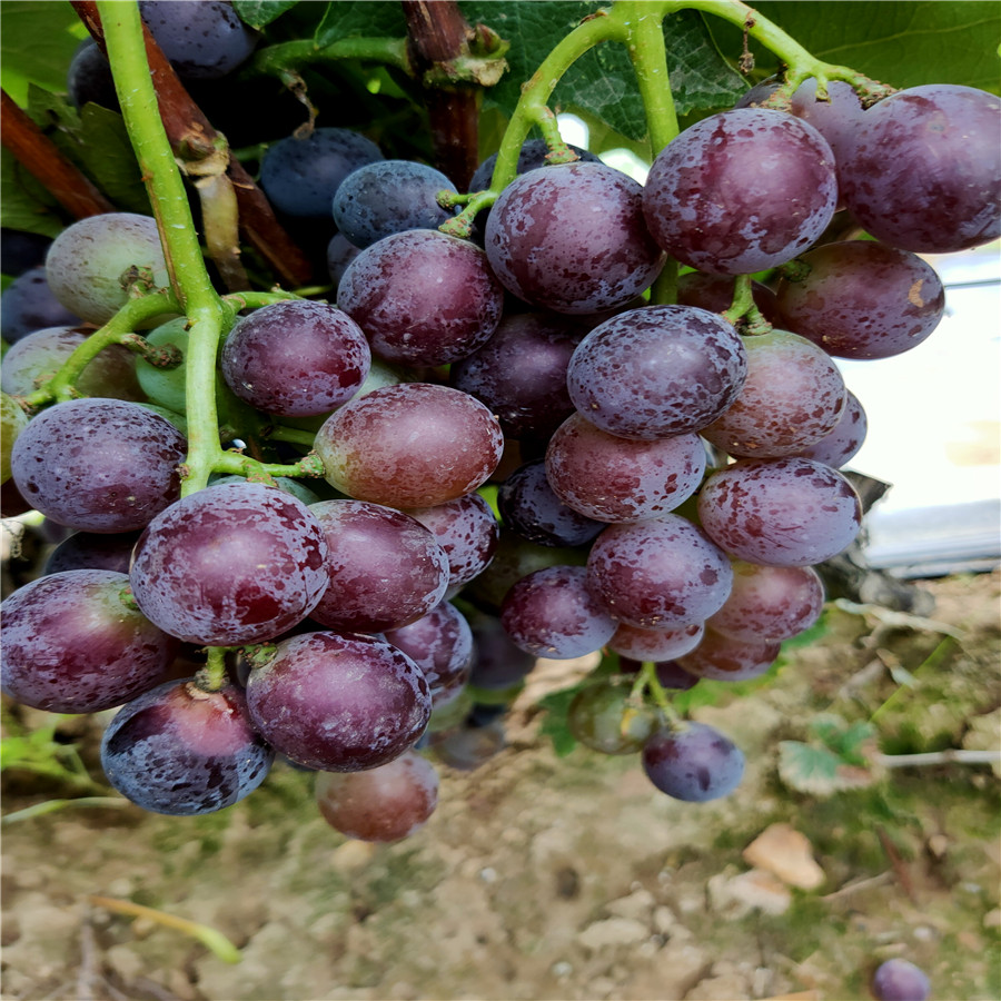 早熟葡萄苗葡萄樹苗