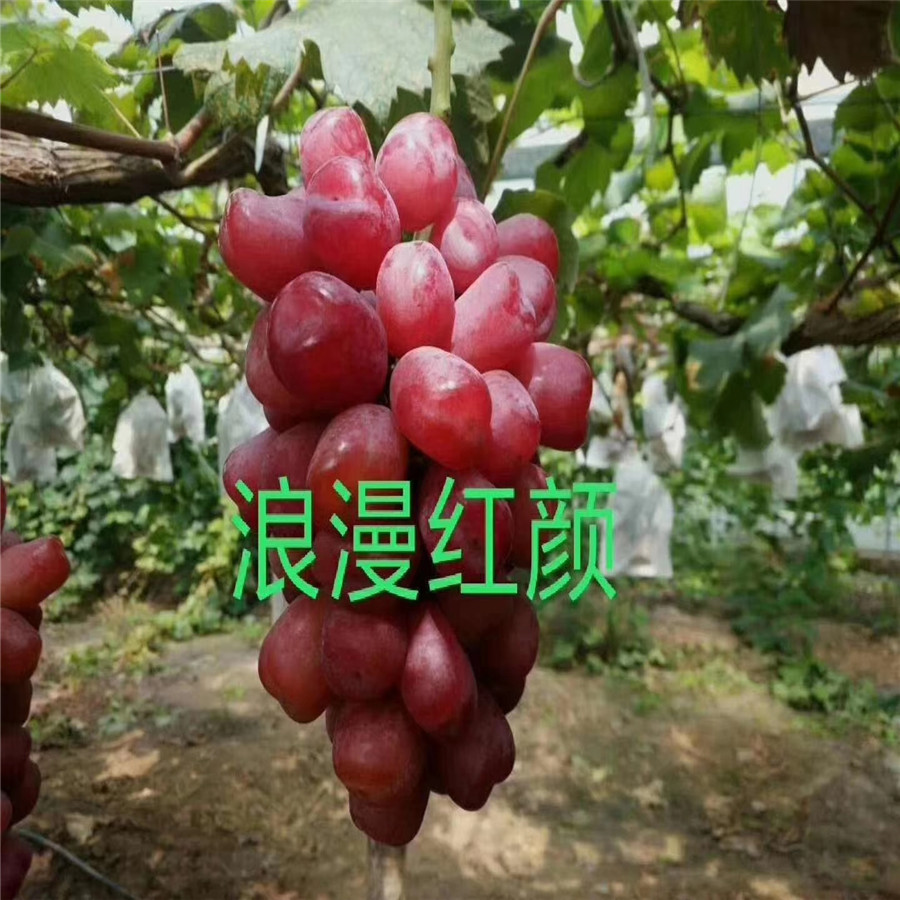 藍(lán)寶石葡萄苗藍(lán)寶石葡萄好吃嗎