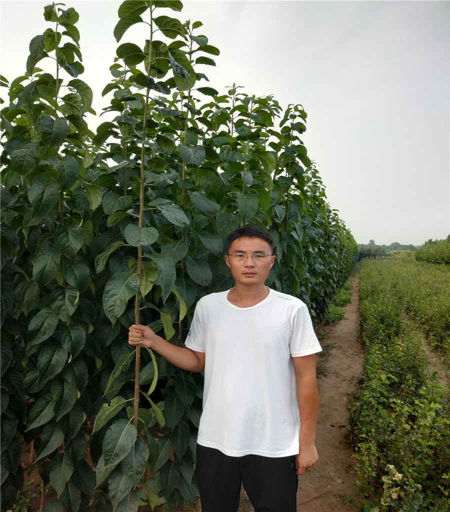 杜仲樹苗基地1公分杜仲苗