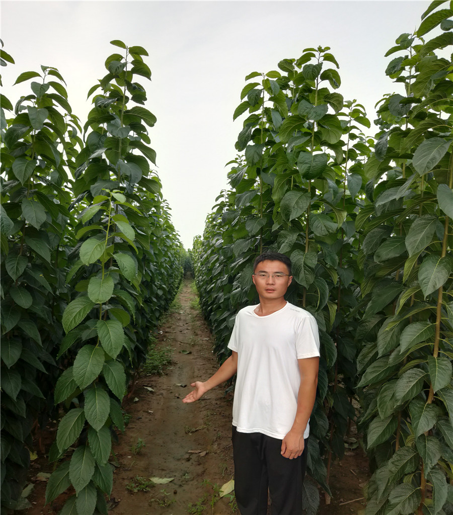 杜仲樹苗基地1公分杜仲苗