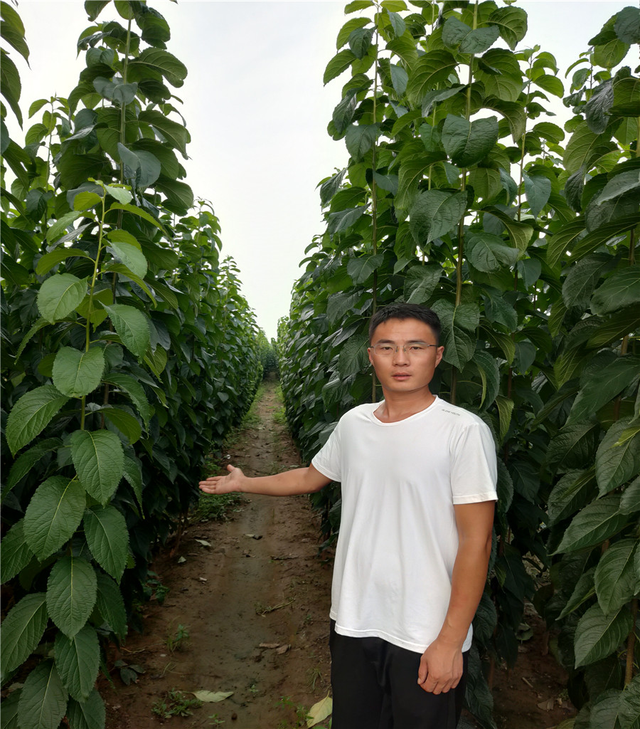 杜仲樹苗基地1公分杜仲苗