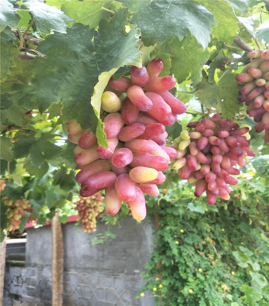 陽光玫瑰葡萄基地紅提葡萄苗