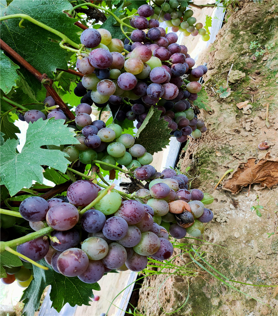 陽光玫瑰葡萄基地紅提葡萄苗