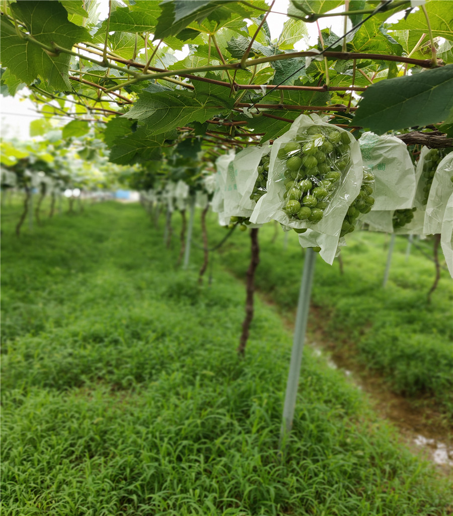 陽光玫瑰葡萄樹苗葡萄苗基地