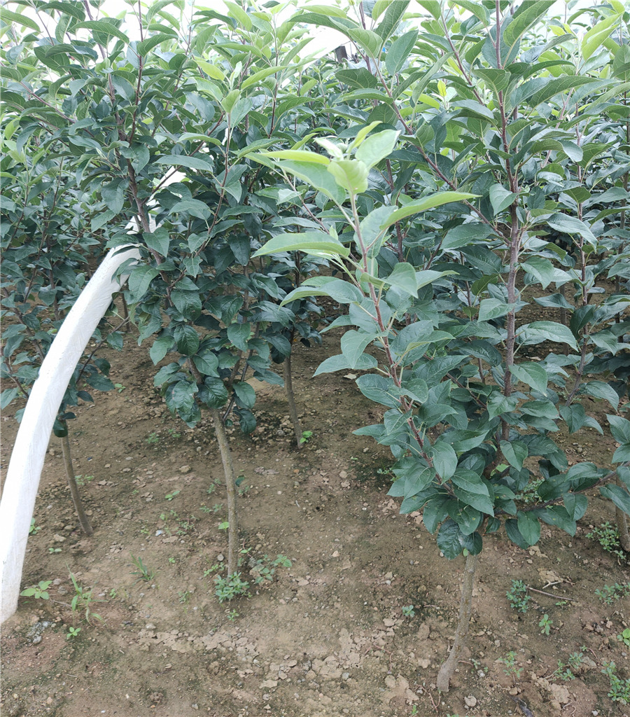 蘋果苗廠家魯麗蘋果苗