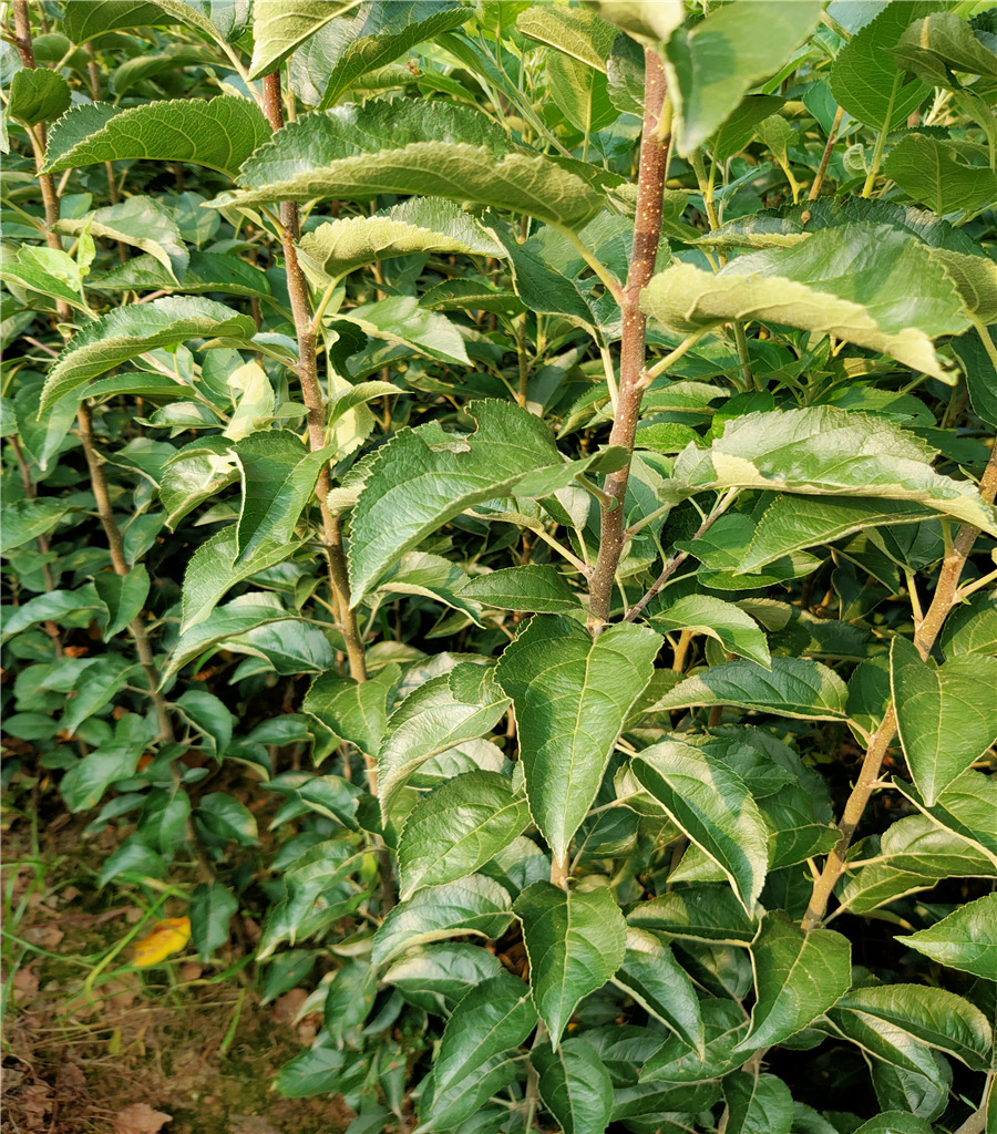 矮化苹果苗价格鲁丽苹果苗