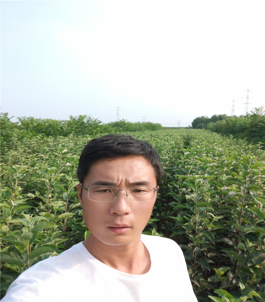 矮砧蘋果苗蘋果苗批發(fā)