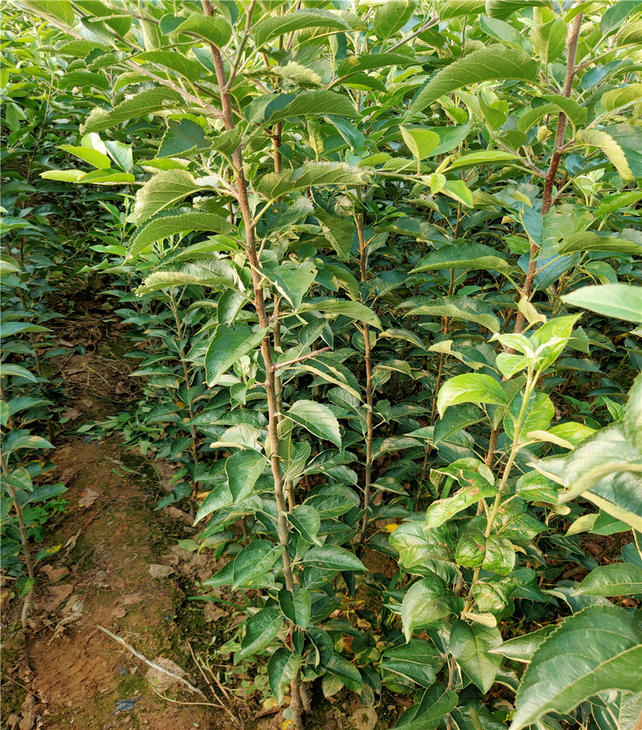 矮化苹果苗价格鲁丽苹果苗