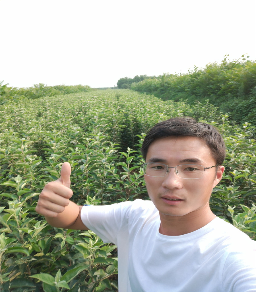 蘋(píng)果苗求購(gòu)維納斯黃金蘋(píng)果苗