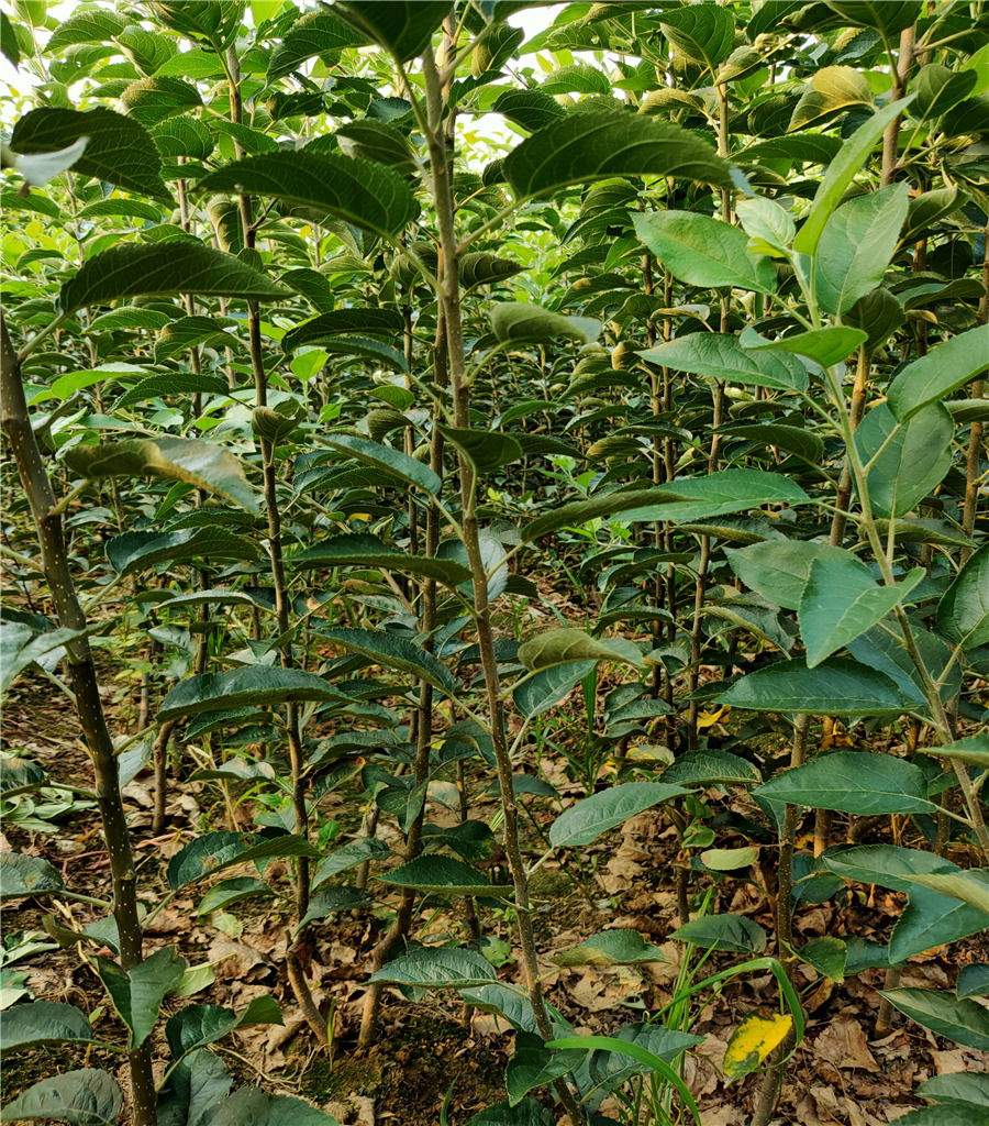 棲霞蘋果苗蘋果果苗價(jià)格