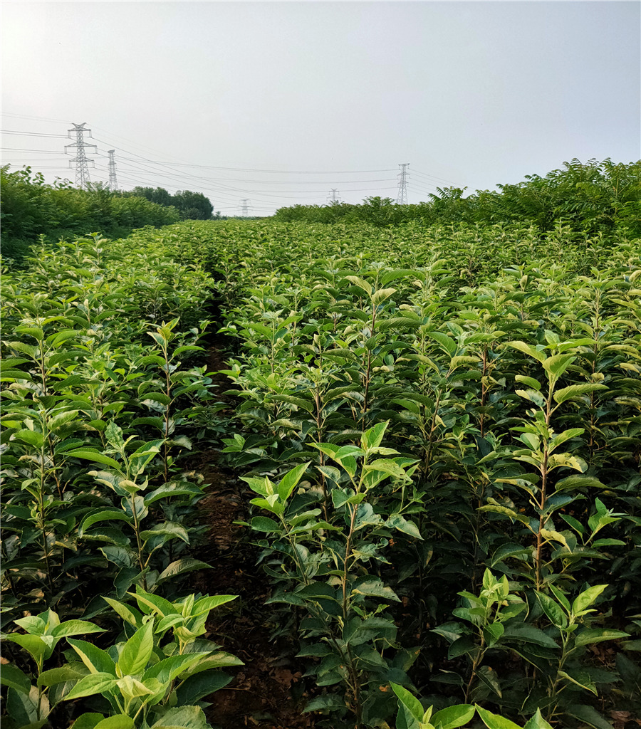 矮化苹果苗价格鲁丽苹果苗