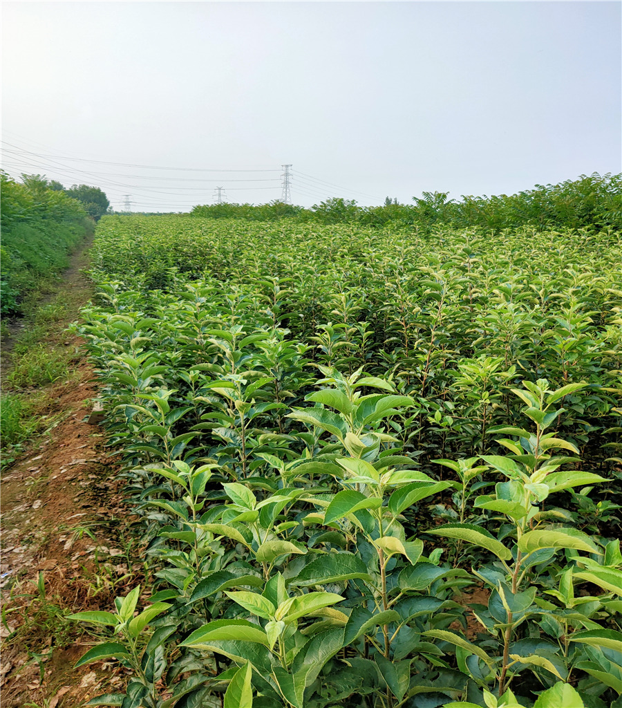 蘋果苗廠家魯麗蘋果苗