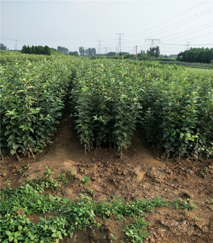 2公分苹果苗鲁丽苹果果苗