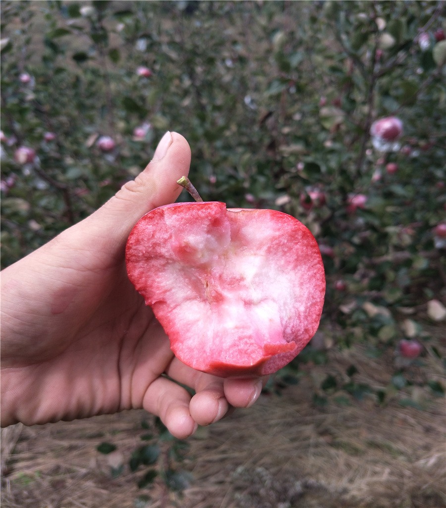 2公分苹果苗鲁丽苹果果苗