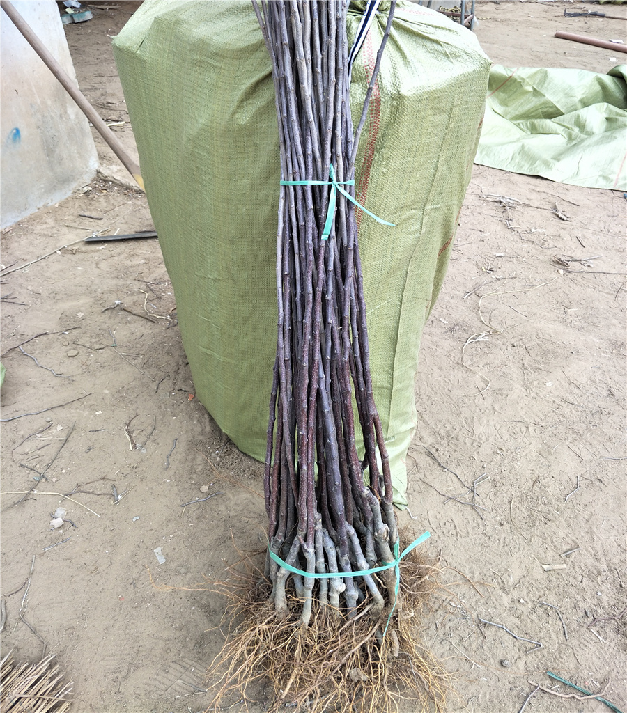 棲霞蘋果苗蘋果果苗價(jià)格