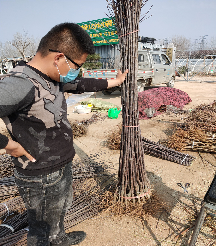 蘋果苗廠家魯麗蘋果苗