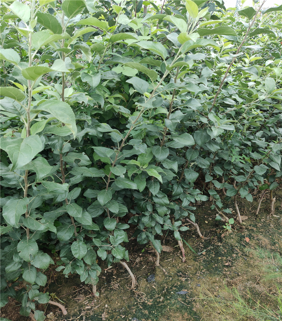 蘋(píng)果苗求購(gòu)維納斯黃金蘋(píng)果苗