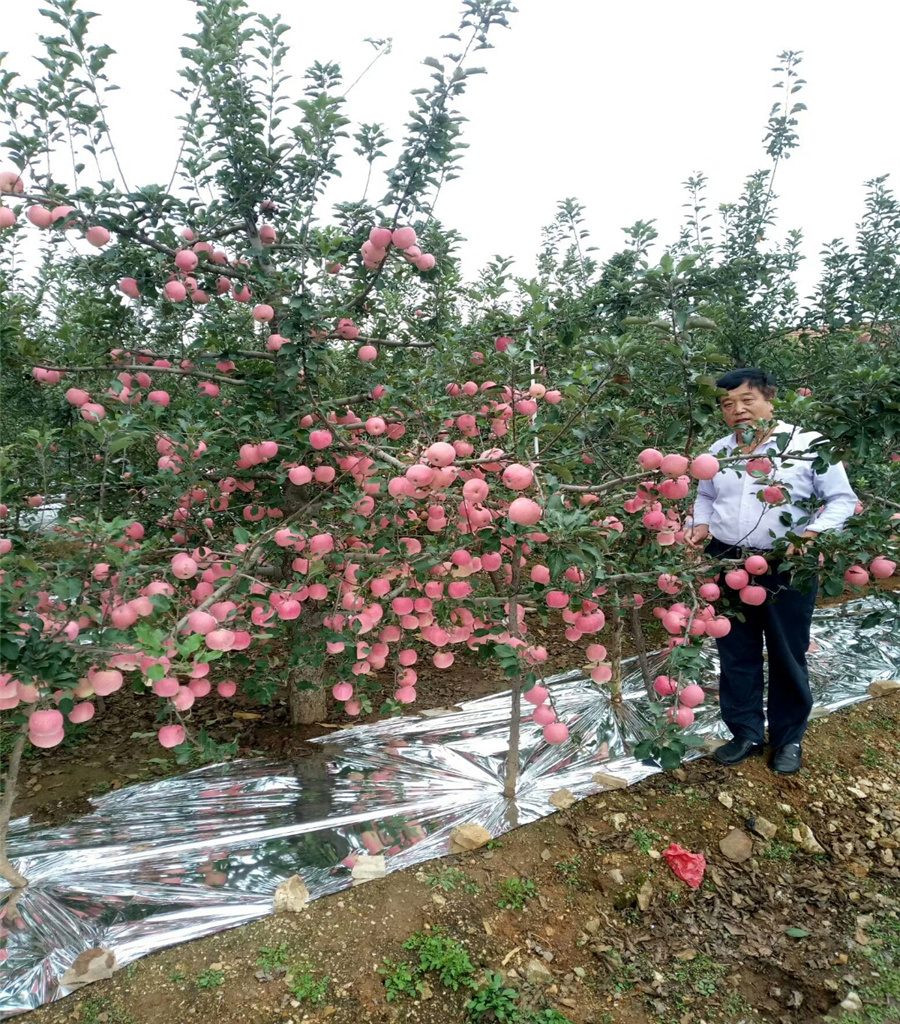 矮化苹果苗价格鲁丽苹果苗