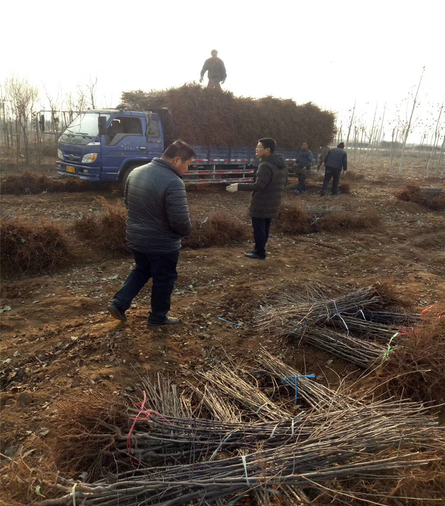 矮化苹果苗价格鲁丽苹果苗