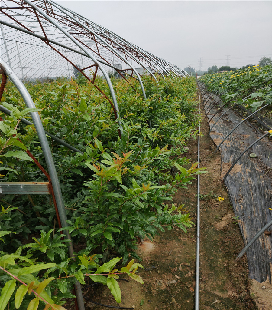 买品种石榴树苗,石榴树苗的种植方法