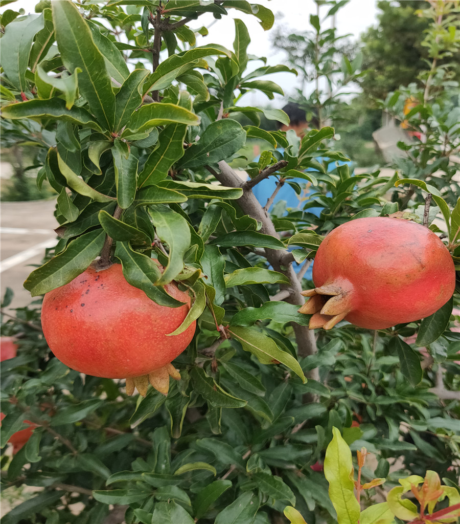 石榴树嫁接苗,买石榴树苗