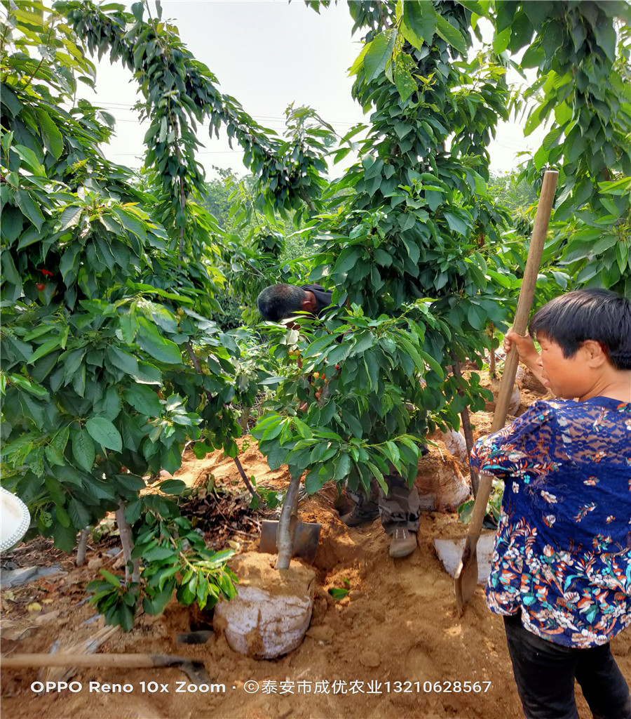 萨米脱樱桃树批发基地