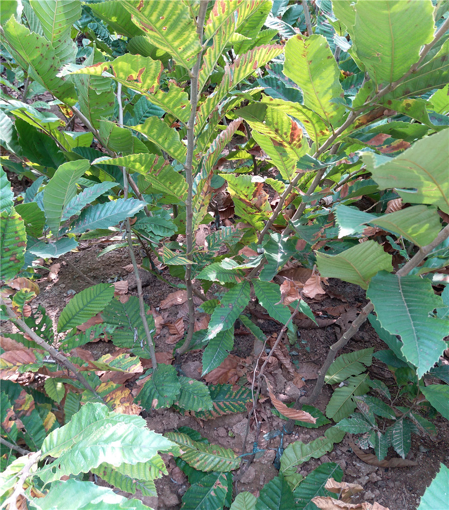 鲁丽苹果基地鲁丽苹果基地